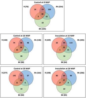 Replacement of water yam (Dioscorea alata L.) indigenous root endophytes and rhizosphere bacterial communities via inoculation with a synthetic bacterial community of dominant nitrogen-fixing bacteria